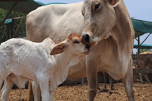 El INIA ha logrado el mejoramiento genético de ganado vacuno y caprino en favor de más de 390 mil productores agrarios.