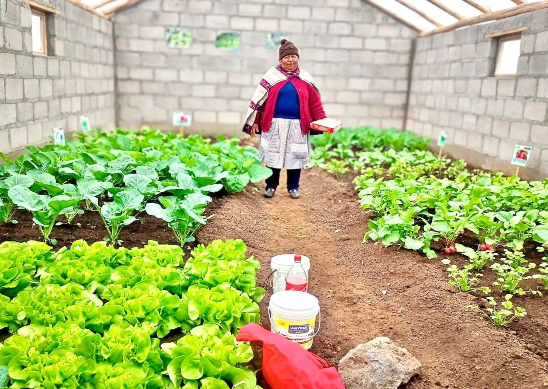 Pequeños agricultores y ganaderos de zonas altoandinas de 15 regiones del país reciben asistencia y apoyo de Agro Rural para mitigar el impacto de las heladas y bajas temperaturas. ANDINA/Difusión