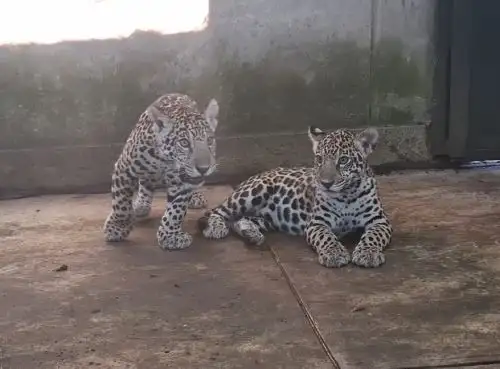 Los cachorros de jaguar, de cinco meses de edad, se recuperan en el Parque Natural de Pucallpa, tras ser rescatados a fines de febrero de manos de traficantes ilegales de fauna silvestre. Foto: Marcio Pérez