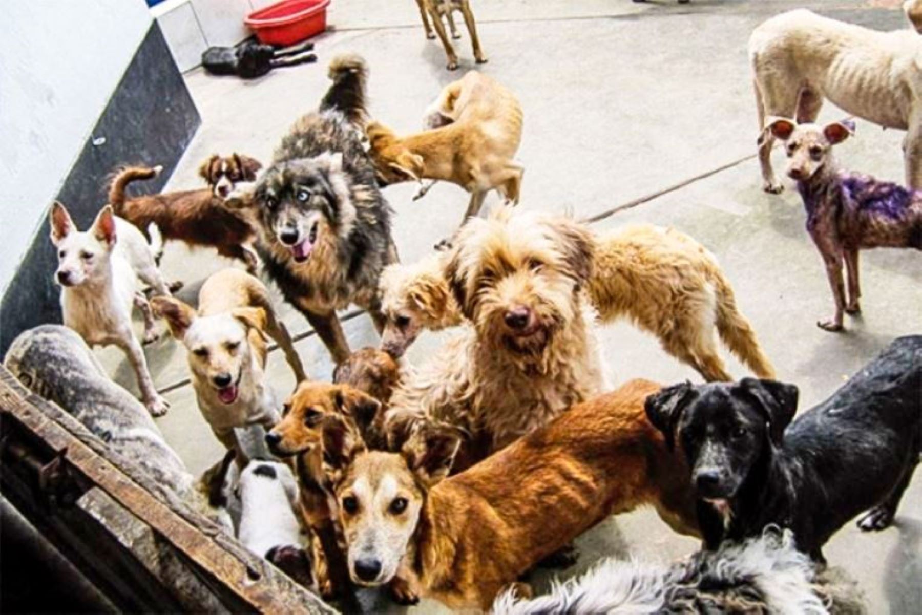 Con el paso de los años se ha ido brindando mayor protección a los animales como perros y gatos, informó magistrado. Foto: ANDINA/Difusión