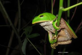 El Sernanp cuenta con más de 80 protocolos de monitoreo de especies en las áreas naturales protegidas de administración nacional. Foto: Sernanp