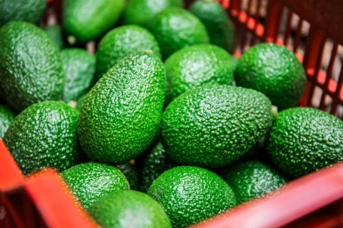 Las paltas figuran en los primeros lugares del ránking agroexportador del Perú. Foto: MIDAGRI/Difusión