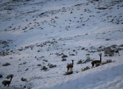En las zonas altas de Ayacucho, como Lucanas, Parinacochas y Paucar del Sara Sara se registrarán descenso de temperatura de hasta 15 grados bajo cero. ANDINA/Difusión