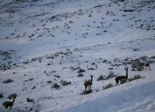 En las zonas altas de Ayacucho, como Lucanas, Parinacochas y Paucar del Sara Sara se registrarán descenso de temperatura de hasta 15 grados bajo cero. ANDINA/Difusión