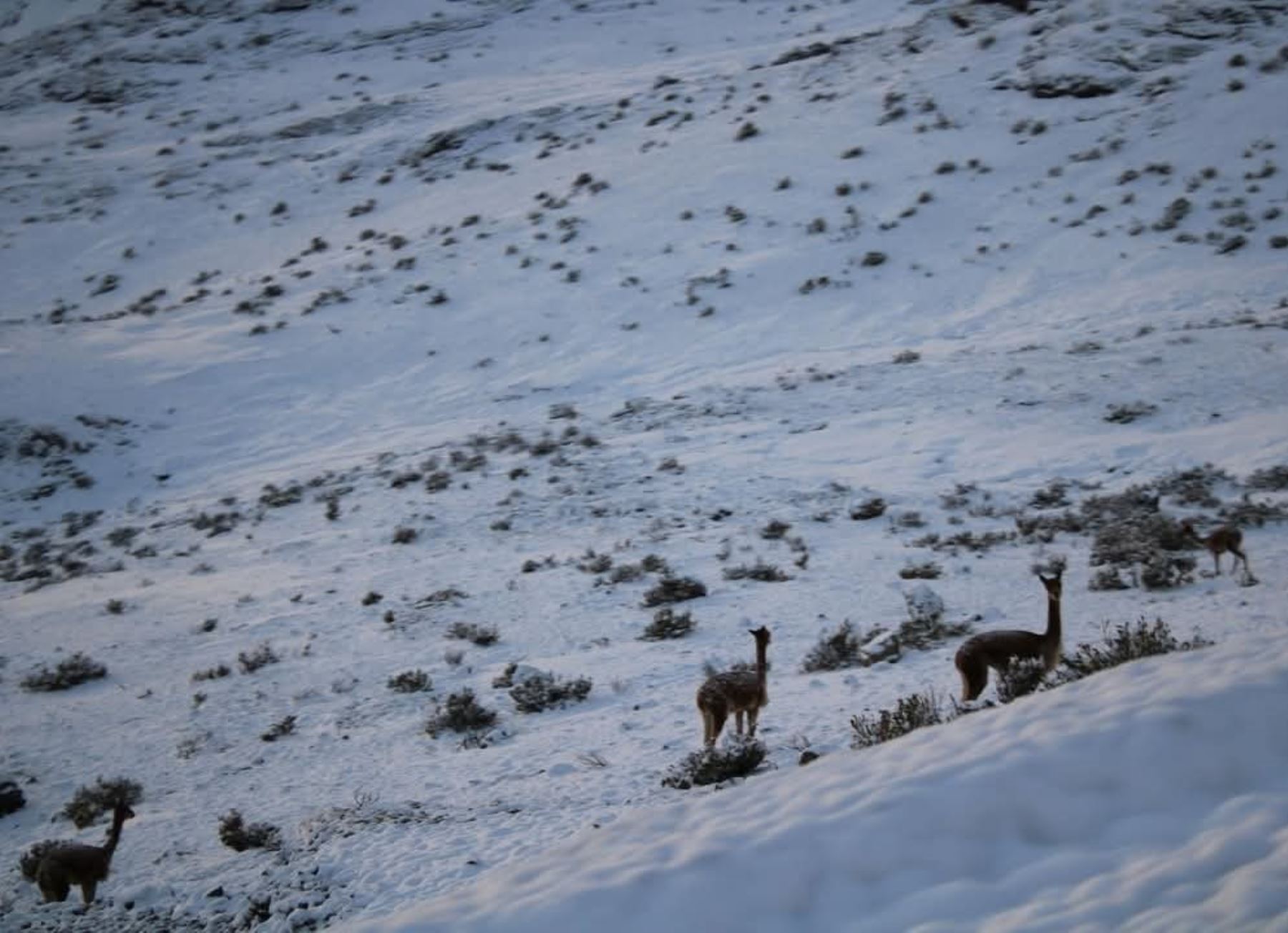 En las zonas altas de Ayacucho, como Lucanas, Parinacochas y Paucar del Sara Sara se registrarán descenso de temperatura de hasta 15 grados bajo cero. ANDINA/Difusión