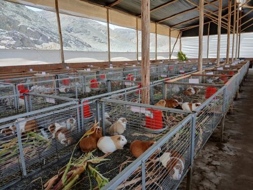 Cuyes de alta calidad genética se producen en la provincia de Huarmey, en beneficio de los cientos de productores rurales de Áncash.