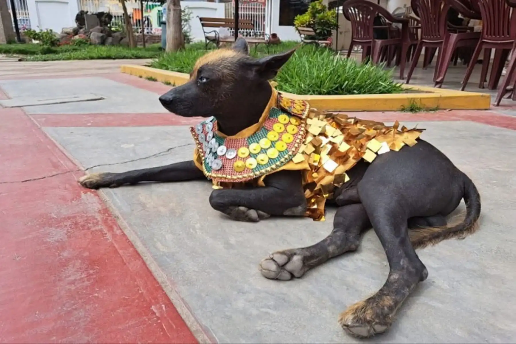 Perro sin pelo: hallazgo en Castillo de Huarmey revela su desempeño en la cultura Wari