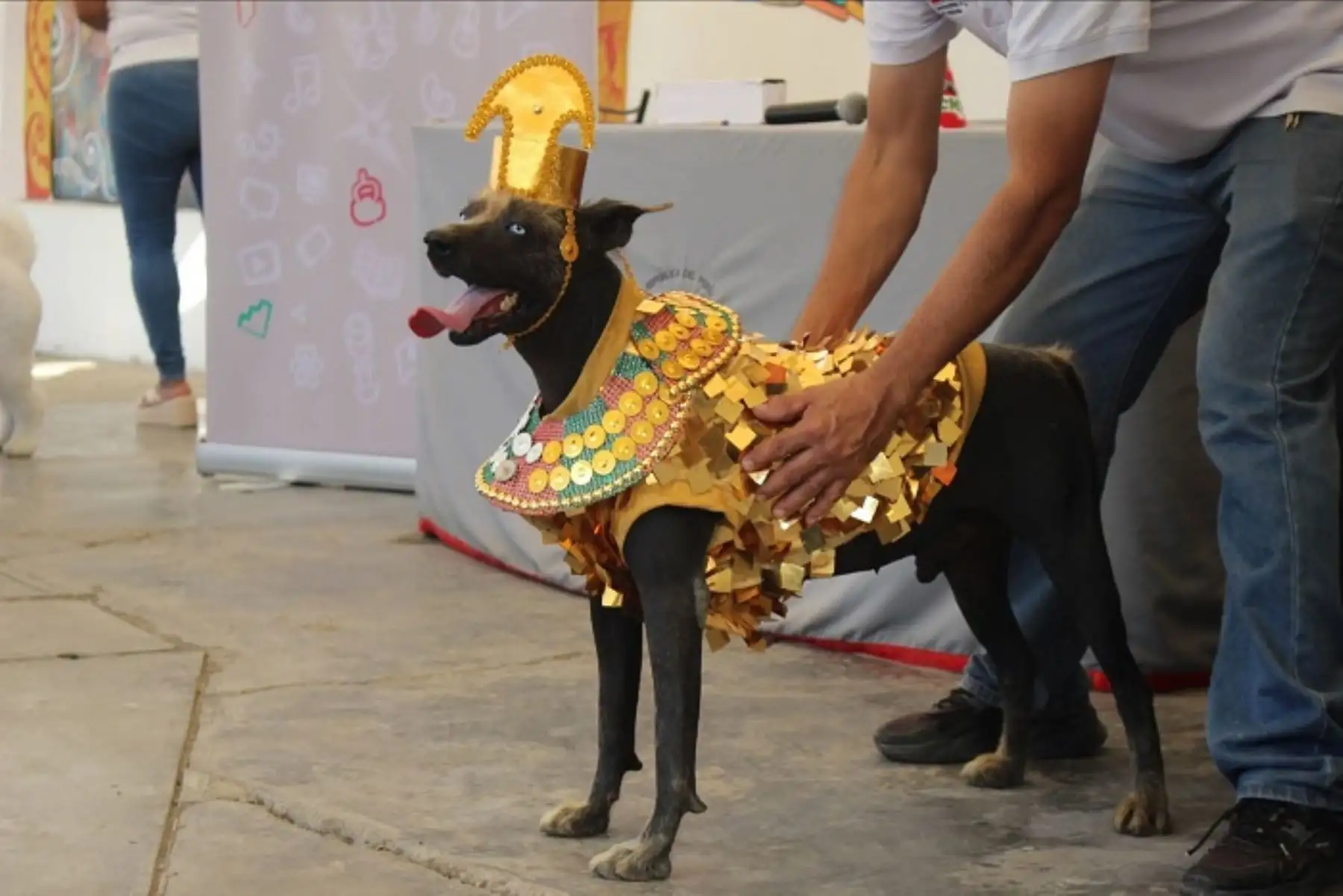Se cree que el perro sin pelo puede curar afecciones como el asma y otros problemas respiratorios.
