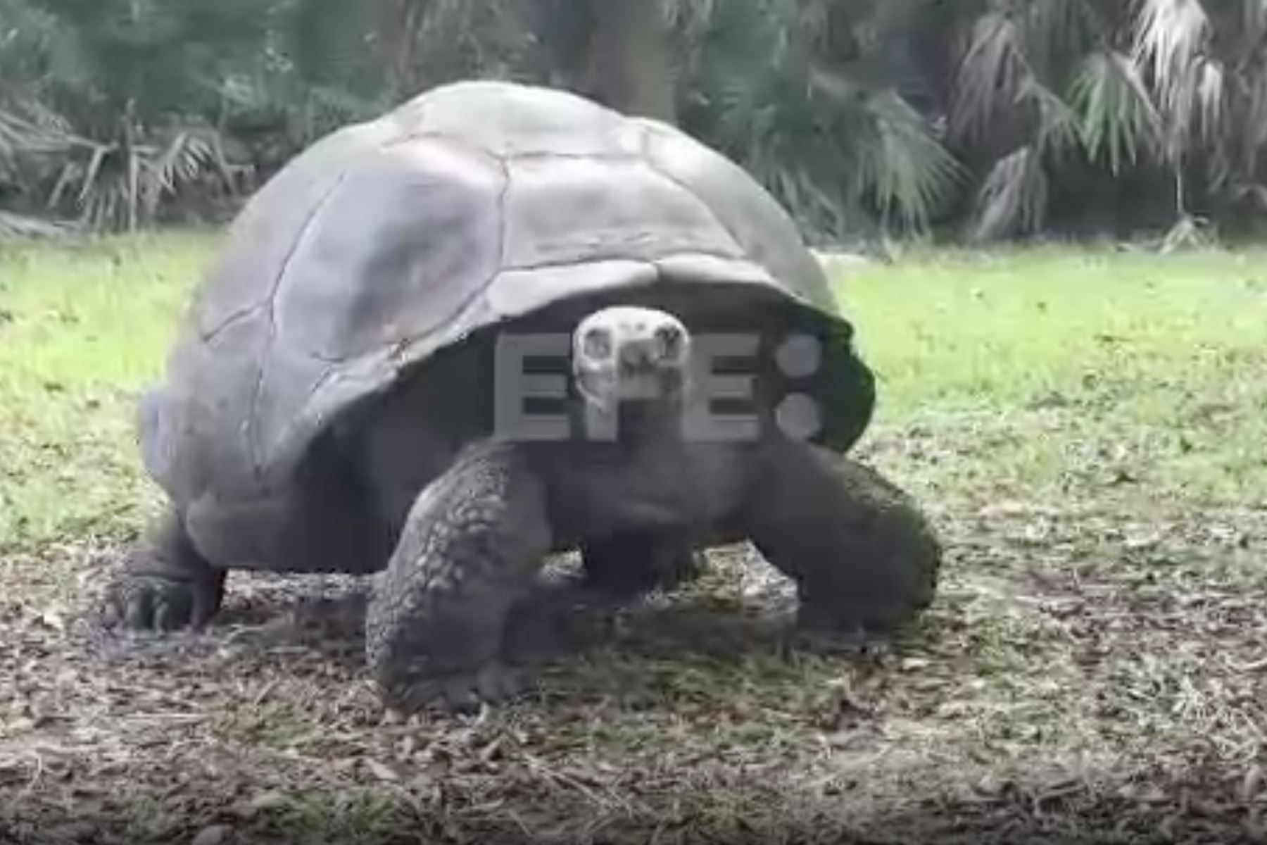 Goliat pesa 235 kilos (517 libras), nació en la Isla Santa Cruz de Galápagos el 15 de junio de 1885. Foto: Captura TV/EFE