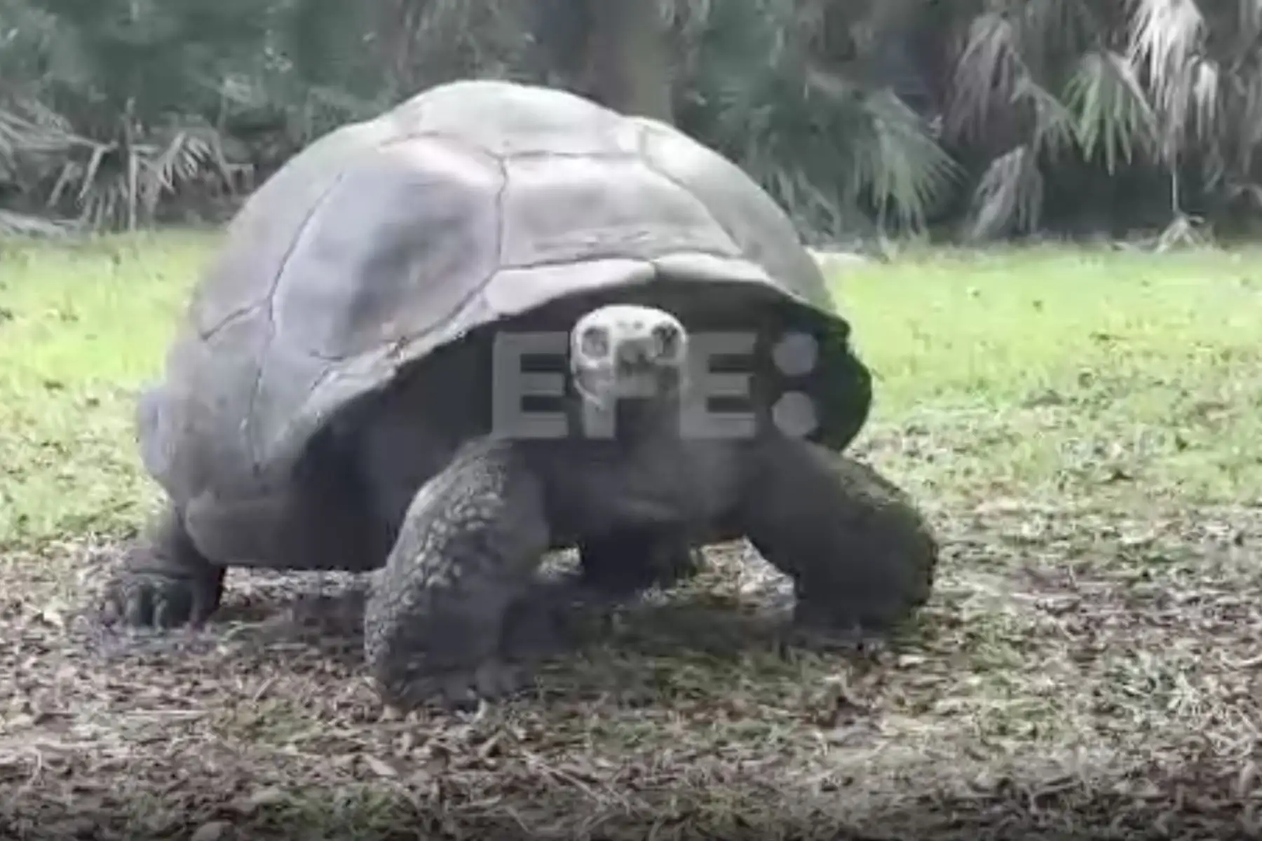 Goliat pesa 235 kilos (517 libras), nació en la Isla Santa Cruz de Galápagos el 15 de junio de 1885. Foto: Captura TV/EFE