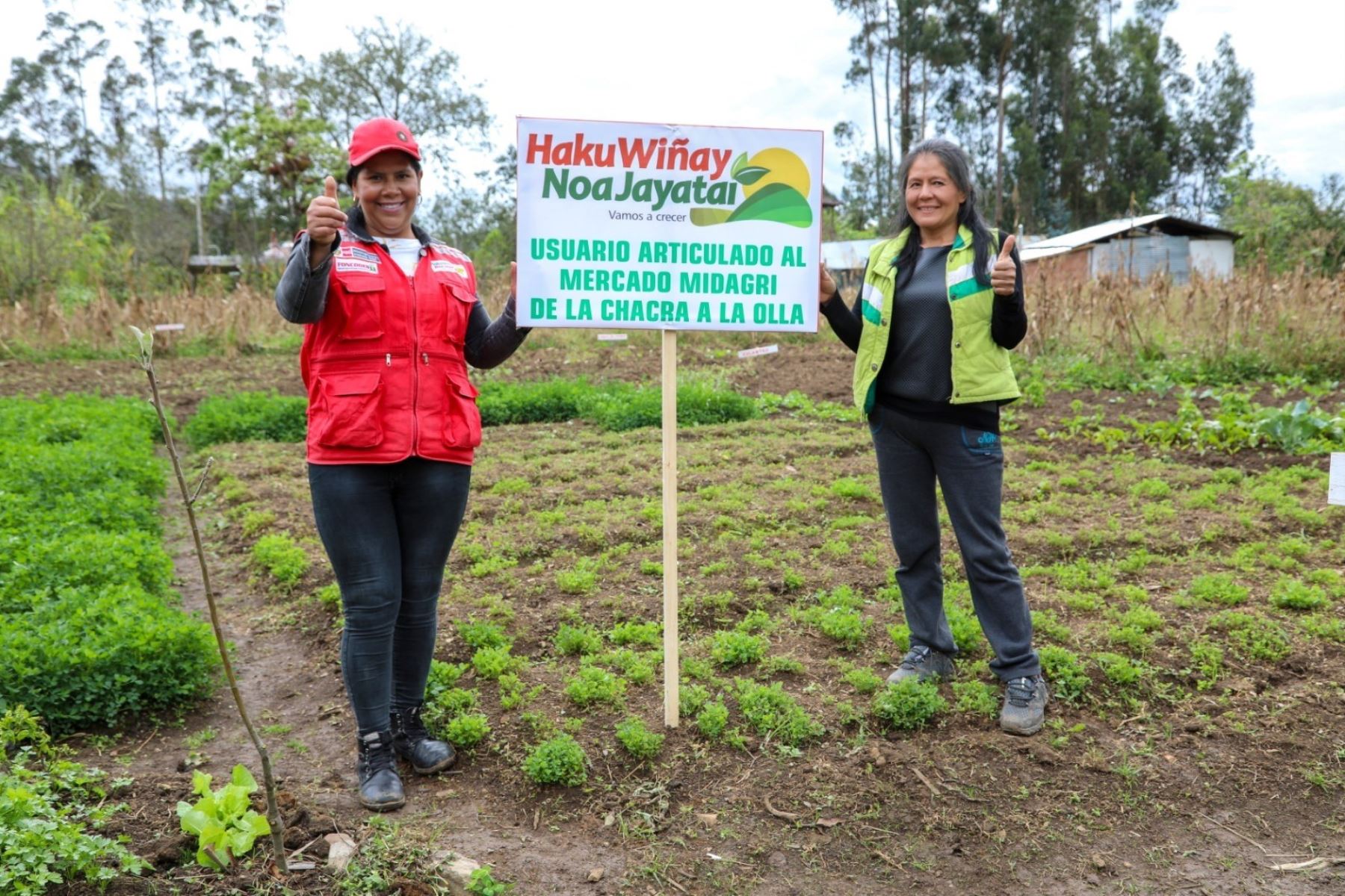 Yachachiq es un vocablo quechua que hace referencia al “sabio” o “maestro campesino”, cuya importancia trasciende al ser un personaje clave en el éxito del proyecto productivo Haku Wiñay/Noa Jayatai. Foto: Midis