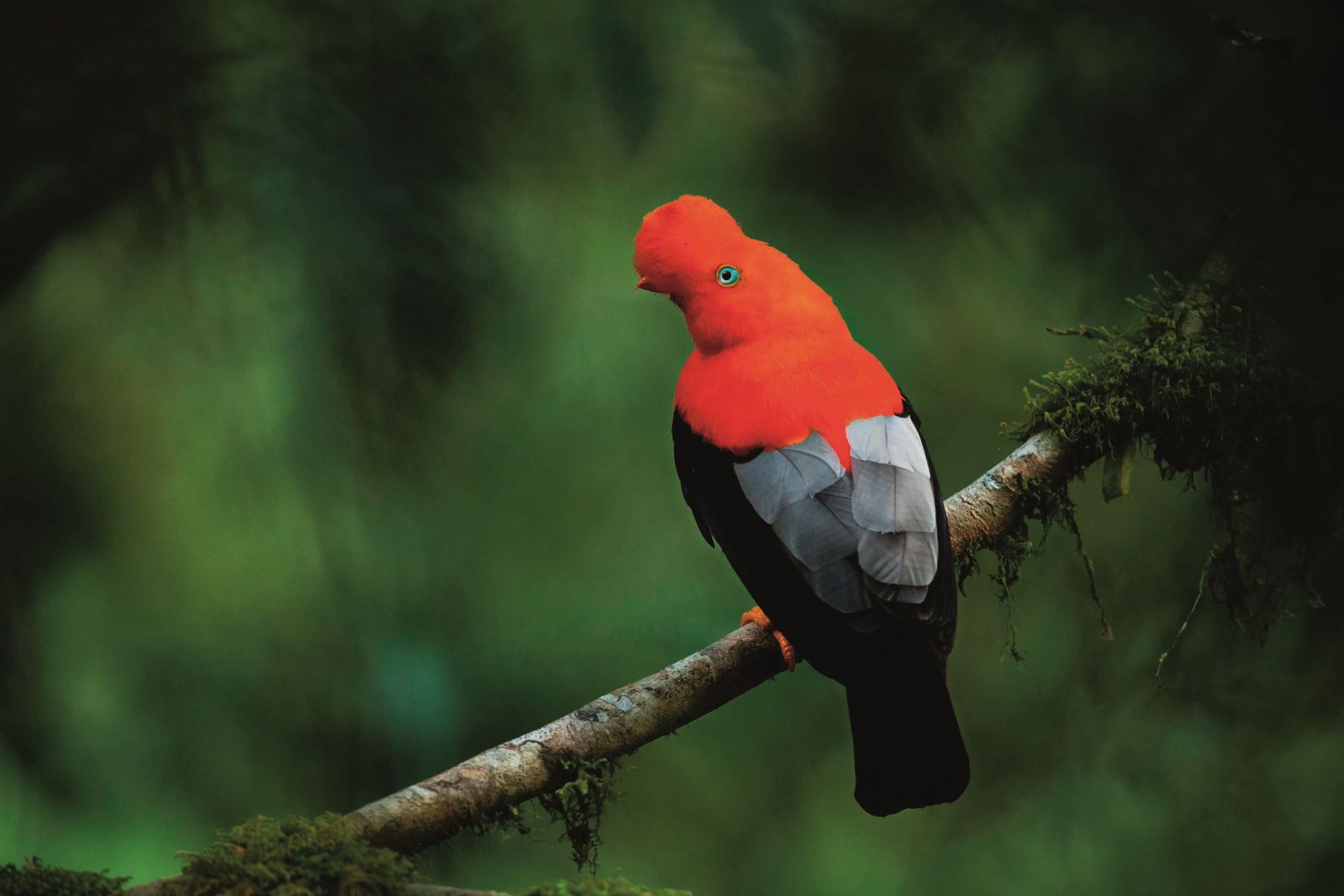 El gallito de las rocas, ave emblemática del Perú por su llamativo plumaje rojo-anaranjado, habita principalmente en los bosques nubosos de la Amazonía andina. En estos mismos ecosistemas. Foto: Cortesía/ Revista Viajeros