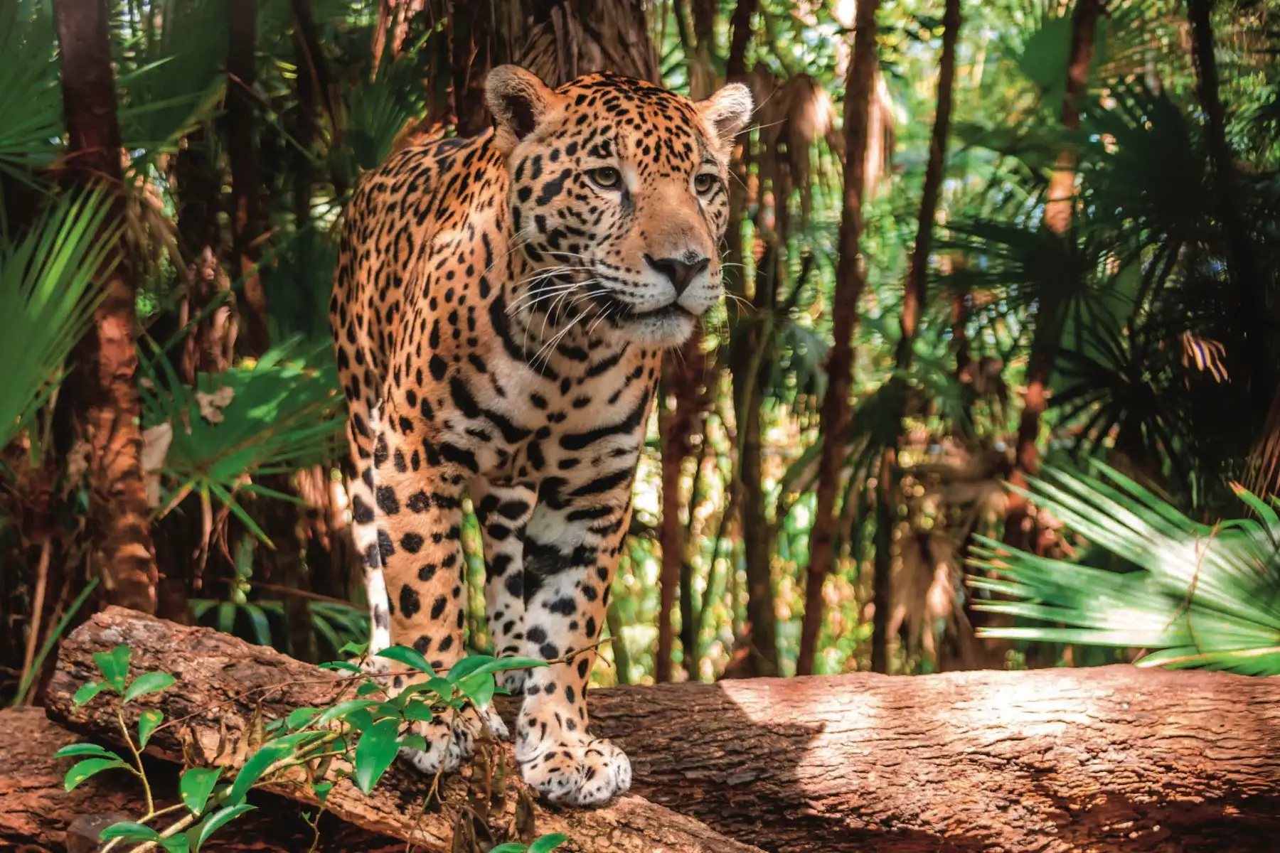 El jaguar (Panthera onca), el felino más grande de América, se mantiene como un depredador clave para el equilibrio ecológico. La biodiversidad peruana también se manifiesta en su flora. Foto: Cortesía/ Revista Viajeros