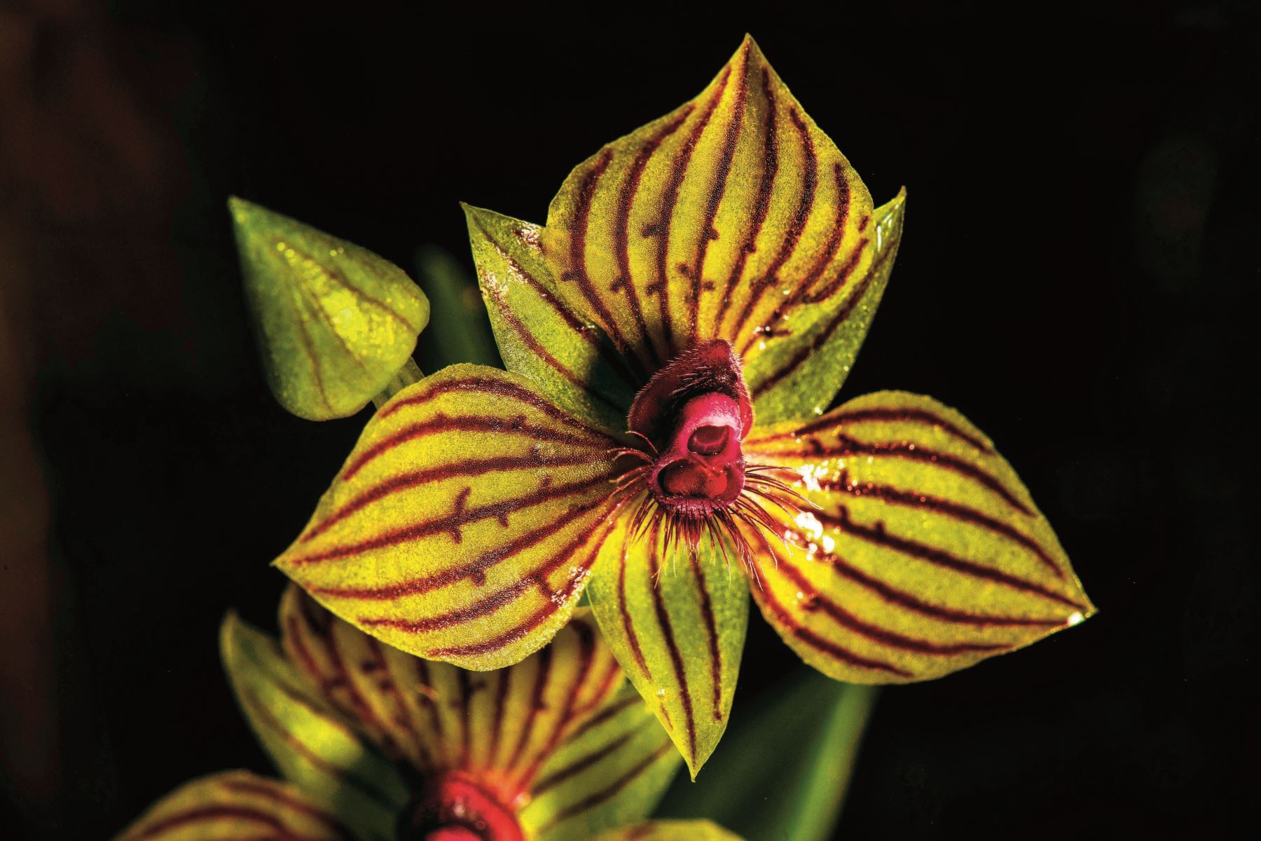 La delicada orquídea Telipogon, conocida por su belleza exótica y su vulnerabilidad. Foto: Cortesía/ Revista Viajeros