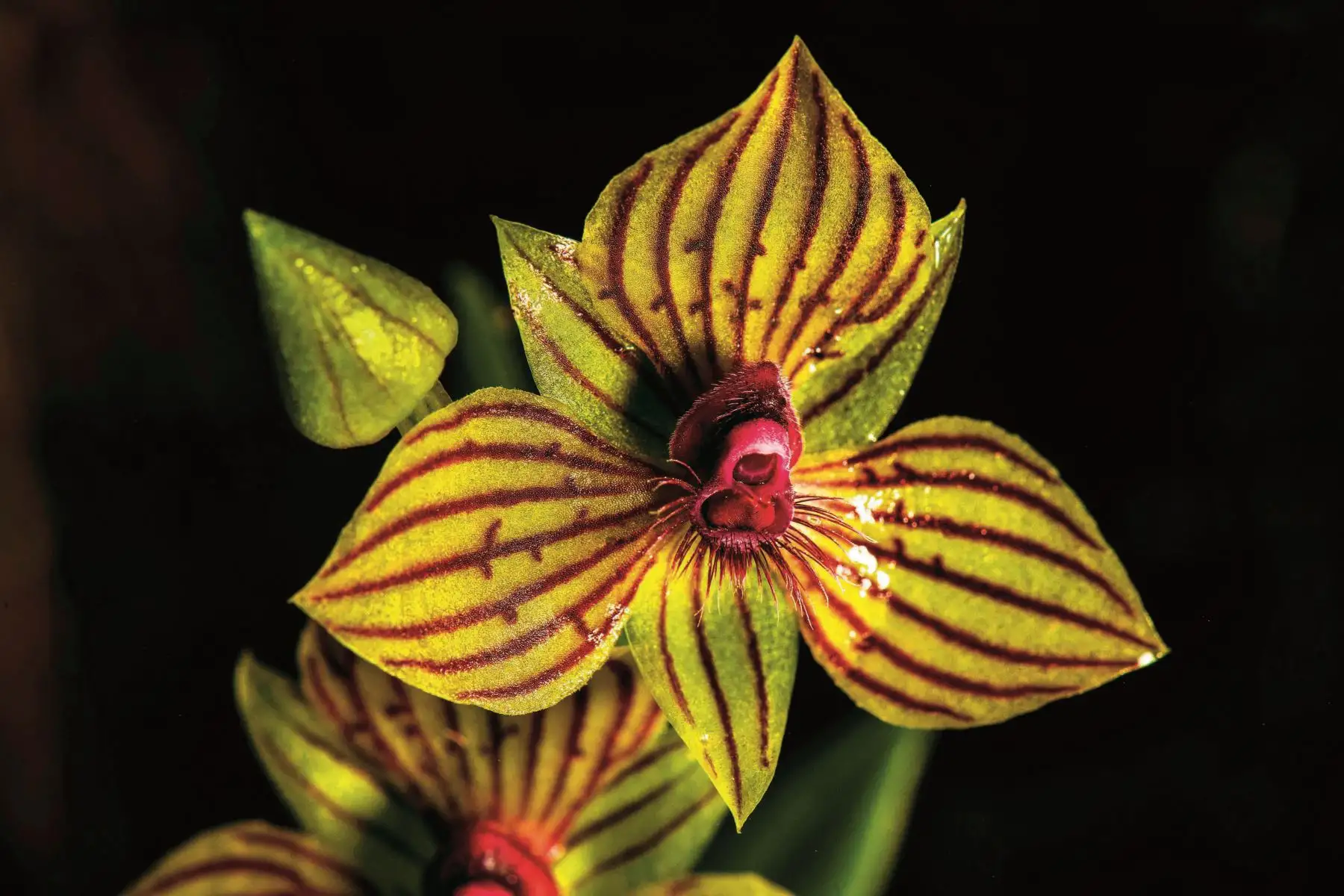 La delicada orquídea Telipogon, conocida por su belleza exótica y su vulnerabilidad. Foto: Cortesía/ Revista Viajeros
