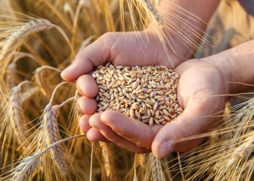 Gobierno impulsa desarrollo de cebada maltera de alta calidad genética que ayudará a fortalecer la cadena productiva de la agricultura familiar. ANDINA/Difusión