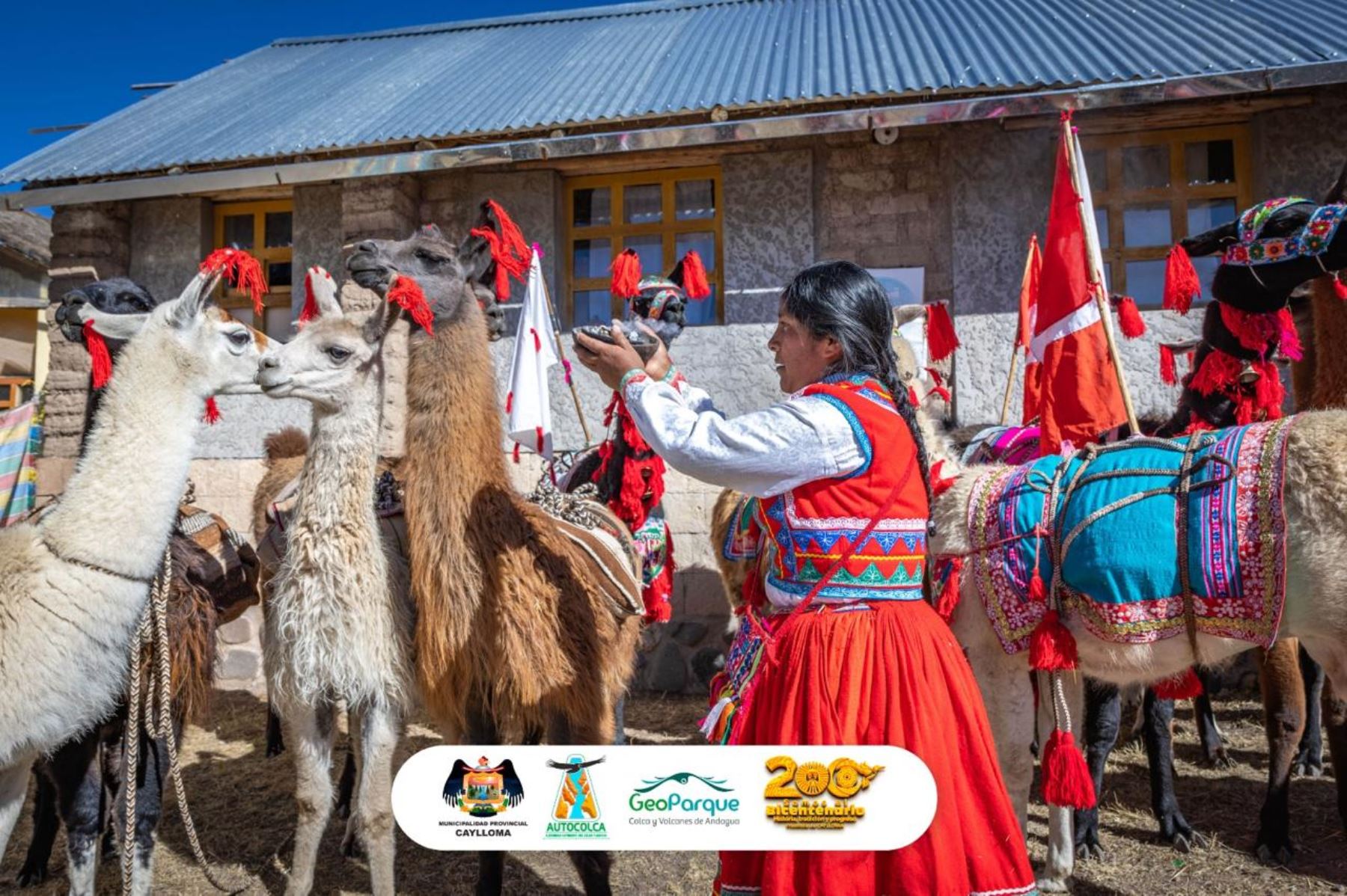 Autocolca ha organizado el Llama Treck, una actividad que congrega a los pobladores y a los turistas que visitan la provincia de Caylloma, región Arequipa. Fotos: Autocolca
