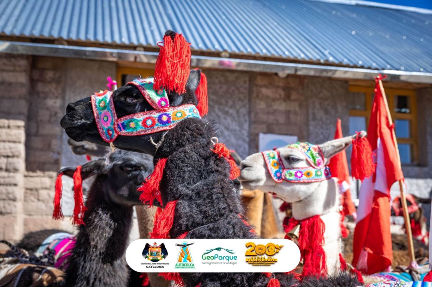 Autocolca ha organizado el Llama Treck, una actividad que congrega a los pobladores y a los turistas que visitan la provincia de Caylloma, región Arequipa. Fotos: Autocolca