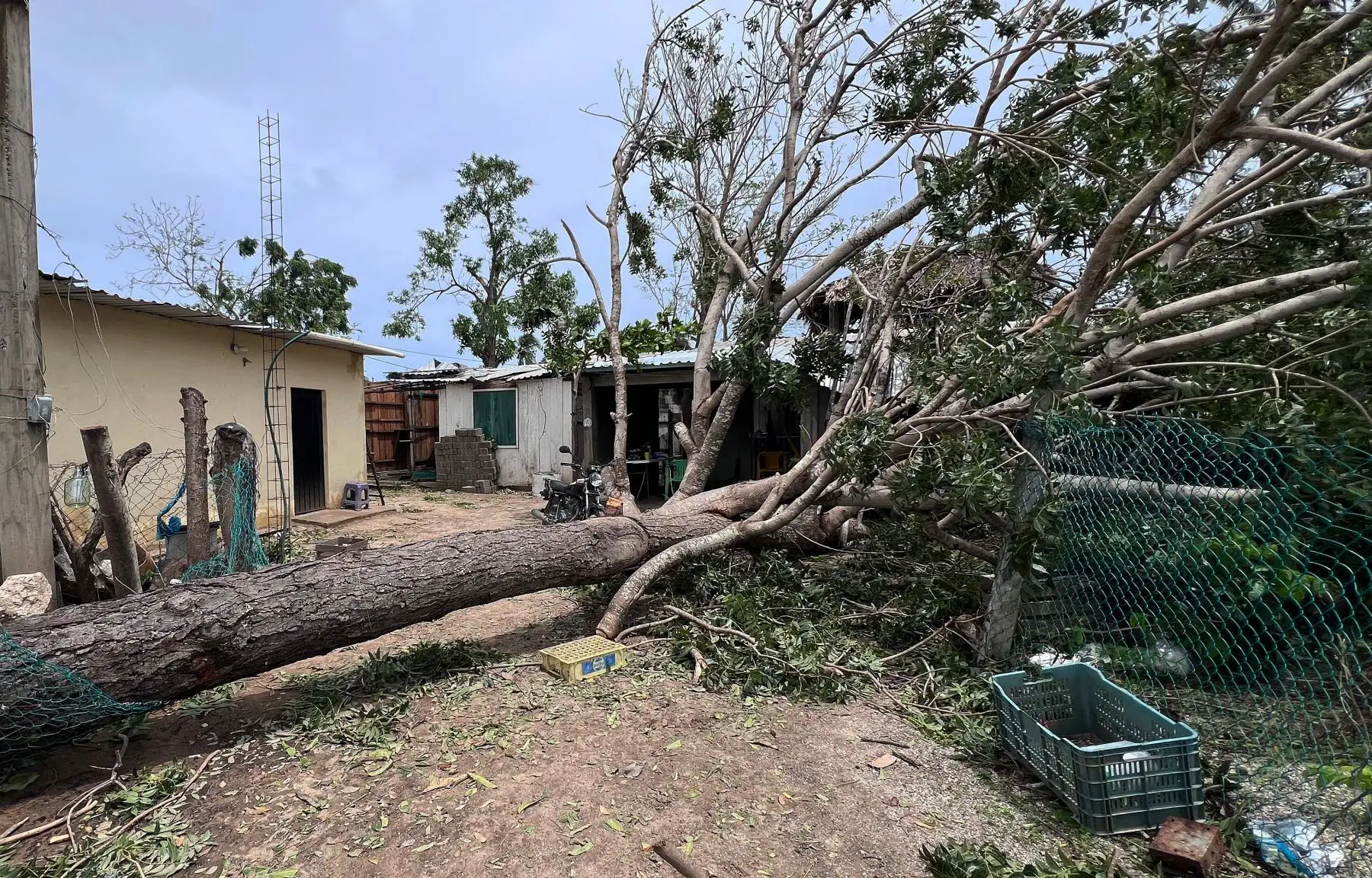 Vista de un árbol caído por el paso del huracán Erick en Chacahua, estado de Oaxaca, México, AFP