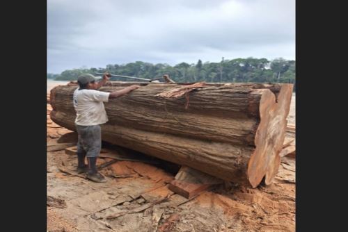 Con esta iniciativa, el Serfor reafirma su compromiso con la legalidad, la sostenibilidad y el bienestar de las poblaciones que conviven con los bosques.