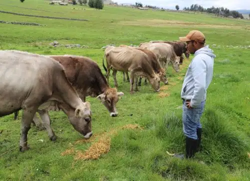 Gracias al apoyo del Programa PAIS Danny Berrocal lleva adelante un proyecto de venta y crianza de ganado vacuno. ANDINA/Difusión