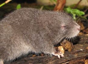 Investigadores peruanos descubrieron un nuevo género y nueva especie de roedor semiacuático en el interior del Santuario Histórico de Machu Picchu, ubicado en Cusco. ANDINA/Difusión