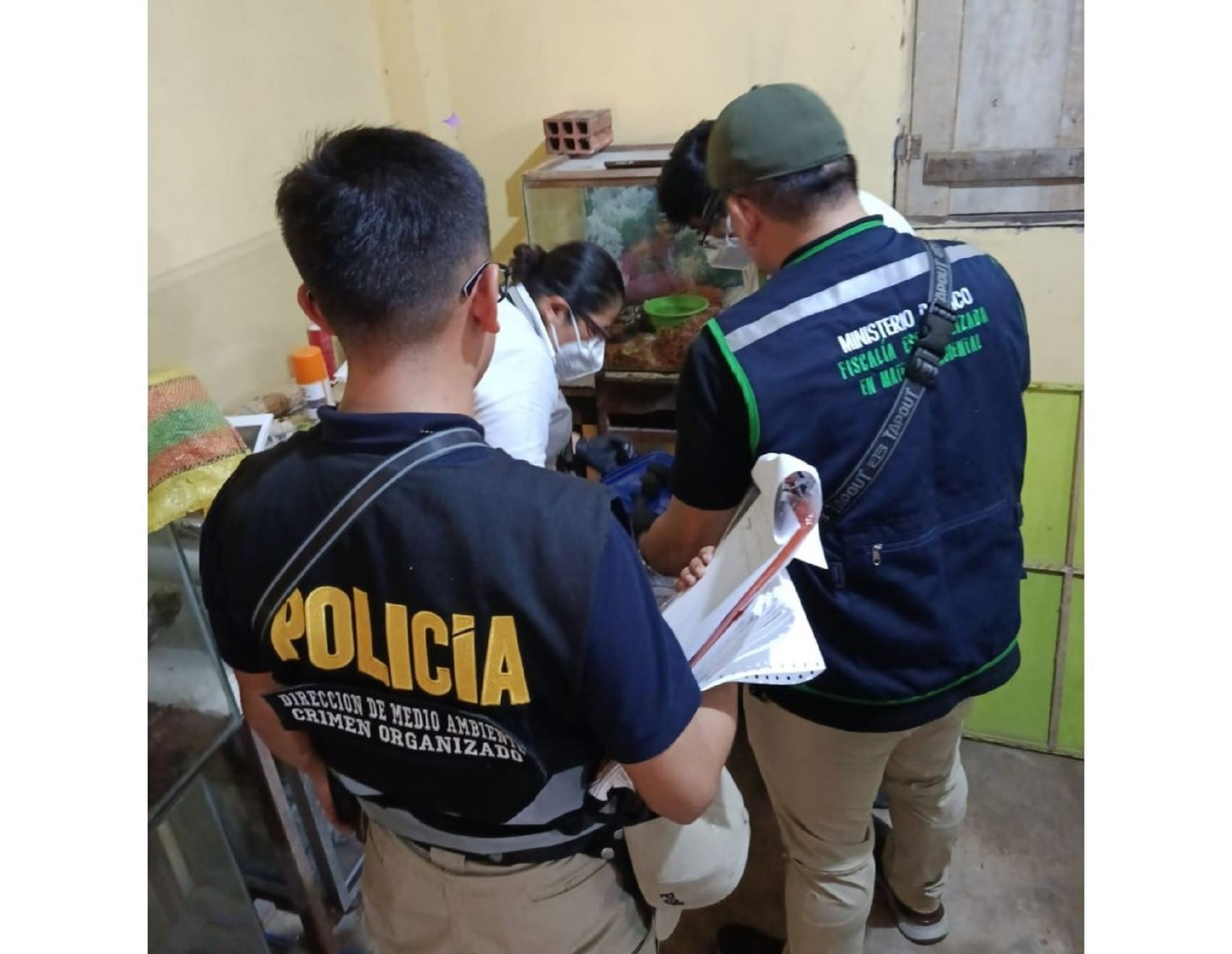 Autoridades desbaratan banda "Los depredadores del oriente" dedicada al tráfico ilegal de fauna silvestre que operaba en Loreto. En el operativo fueron detenidos 12 personas, entre ellas algunos funcionarios regionales. ANDINA/Difusión