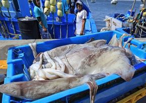 Piura se consolida como la principal región exportadora de pota en el Perú y logró enviar más de 36,000 toneladas de este producto a la Unión Europea y Japón. ANDINA/Difusión