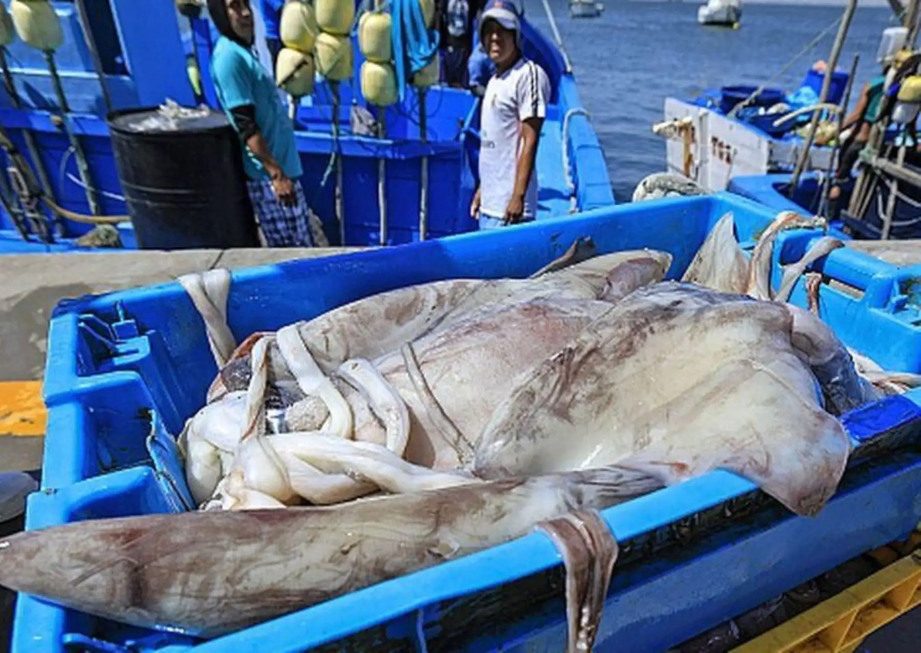 Pescadores de calamar gigante piden medidas internacionales precautorias para 2027