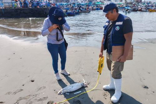 Imarpe monitorea presencia inusual de pota en el litoral de Lima. Foto: ANDINA/Difusión.