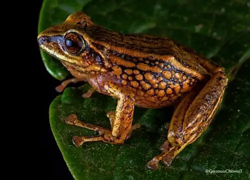 Las tres nuevas especies de rana fueron halladas en el ACP Chicuate Chinguelas, en la provincia piurana de Huancabamba. El lugar forma parte del Corredor de Conservación de los Andes del Norte, un espacio geoggráfico vital para la conservación de la biodiversidad. Foto: Cortesía Germán Chávez