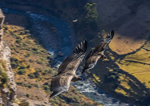 El Mirador del Cóndor en el Valle del Sondondo, en Ayacucho, es un lugar excepcional para apreciar y disfrutar el vuelo de esta ave emblemática de Perú. El sitio se ubica en la provincia de Lucanas. ANDINA/Difusión