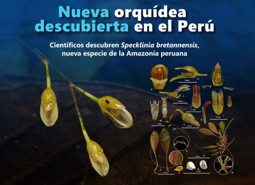 La Universidad Nacional Toribio Rodríguez de Mendoza informó del descubrimiento de una nueva especie de orquídea en la Amazonía peruana. ANDINA/Difusión