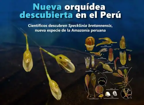 La Universidad Nacional Toribio Rodríguez de Mendoza informó del descubrimiento de una nueva especie de orquídea en la Amazonía peruana. ANDINA/Difusión