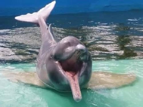 El delfín rosado "Huayrurín" fue una especie emblemática de Quistococha y principal atractivo de este parque ubicado en las afueras de Iquitos. Su deceso fue lamentado por varios sectores. ANDINA/Difusión