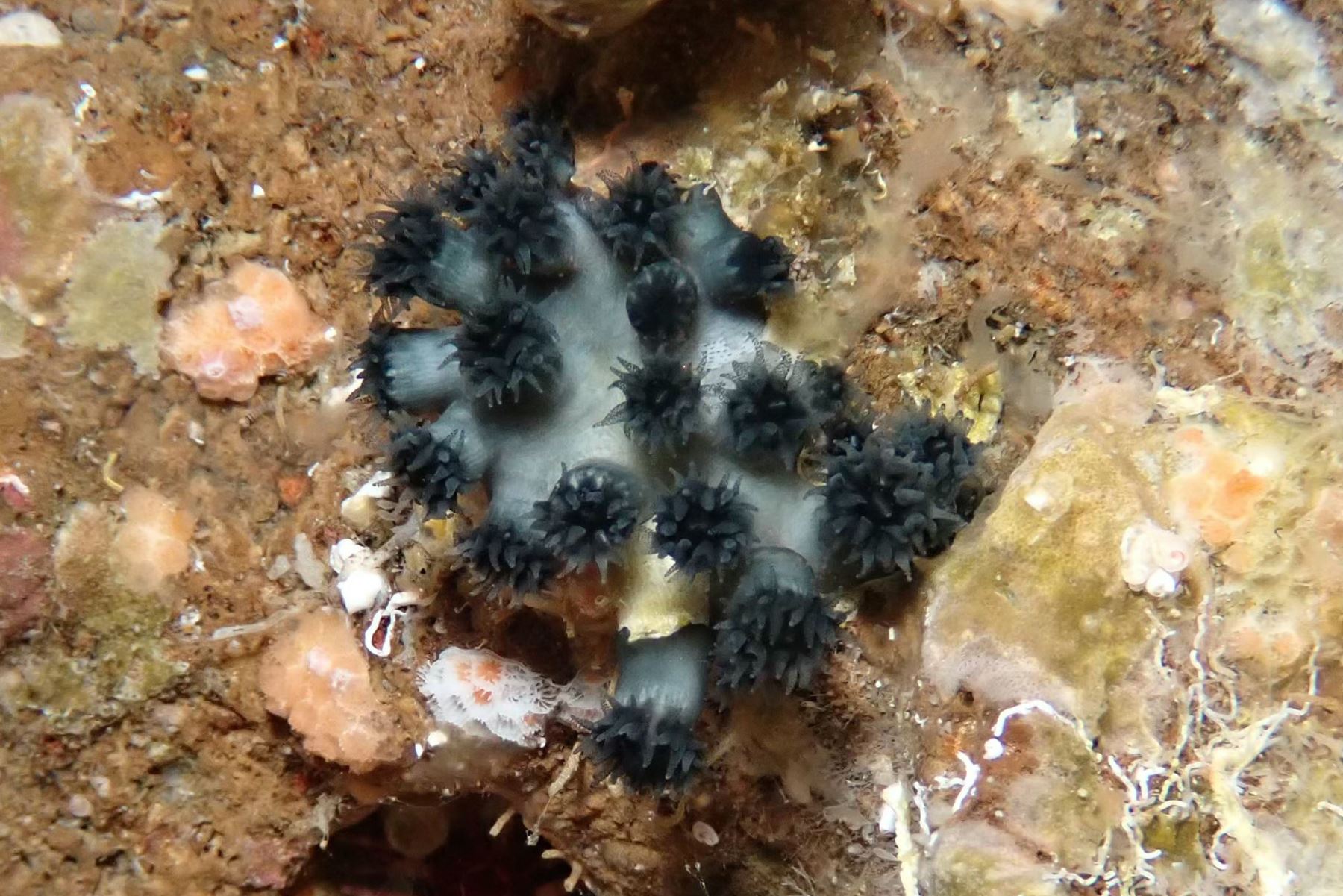 También conocido como coral solitario de Wellington, es una especie endémica de las islas Galápagos. Foto: AFP