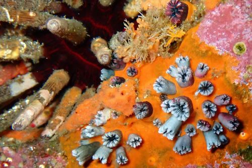También conocido como coral solitario de Wellington, es una especie endémica de las islas Galápagos. Foto: AFP