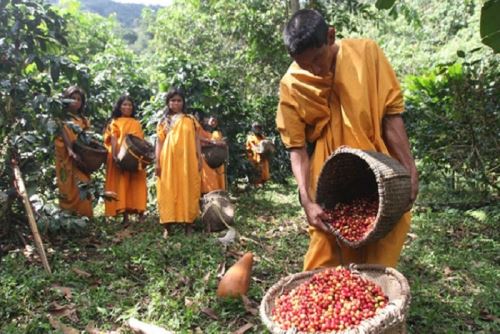 En el contexto de la implementación del Programa de Inversión Forestal (FIP Perú) se han aprobado 151 planes de negocios que representan una inversión de $13,5 millones transferidos a las comunidades para tal fin.