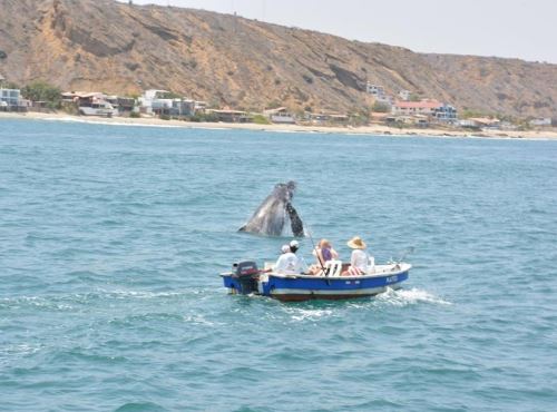 En Tumbes empezó la temporada de avistamiento de ballenas 2025, que espera atraer a miles de visitantes que anhelan disfrutar de este espectáculo marino único. Foto: Cortesía Juan Pablo Testino/Facebook
