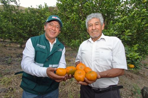 Las mandarinas son los principales cítricos exportados desde el Perú, gracias al trabajo del Senasa y la empresa privada. ANDINA/Difusión