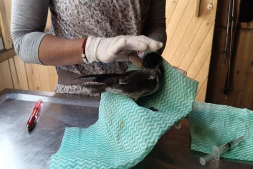 La golondrina de la tempestad del collar es el ave marina más pequeña del mundo.