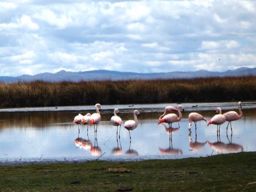 La Reserva Nacional de Junín y la Reserva Nacional de Salinas y Aguada Blanca (Arequipa) cumplen una importante función como sitios reproductivos históricos del flamenco chileno, revela un estudio internacional. ANDINA/Difusión