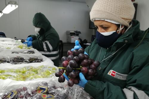 La uva de mesa peruana ya puede ingresar al mercado de Israel. ANDINA/Difusión