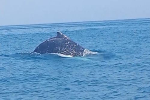 En Punta Sal la actividad es ecoturística, pues los guías boteros o de los yates van identificando y ayudando a observar las ballenas jorobadas en el mar abierto.