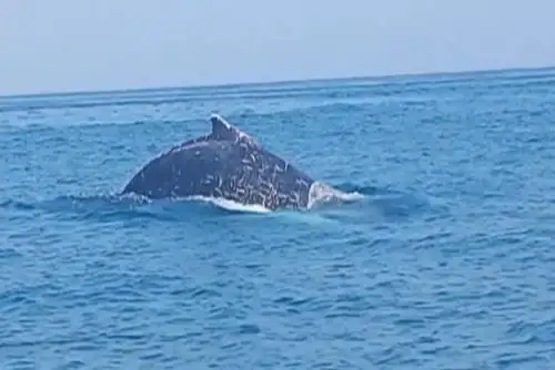En Punta Sal la actividad es ecoturística, pues los guías boteros o de los yates van identificando y ayudando a observar las ballenas jorobadas en el mar abierto.