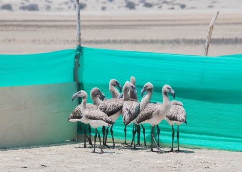Especialistas del Serfor verificaron la caza ilegal de crías de flamencos chilenos que anidan en la laguna de Sechura, en Piura. Inescrupulosos los cazan para vender su carne. ANDINA/Difusión