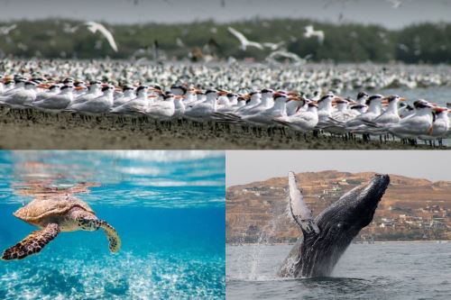 En el contexto peruano, el estudio destaca la importancia de la zona de afloramiento frente a la costa, identificada como un corredor clave para ballenas, tortugas marinas y aves migratorias.