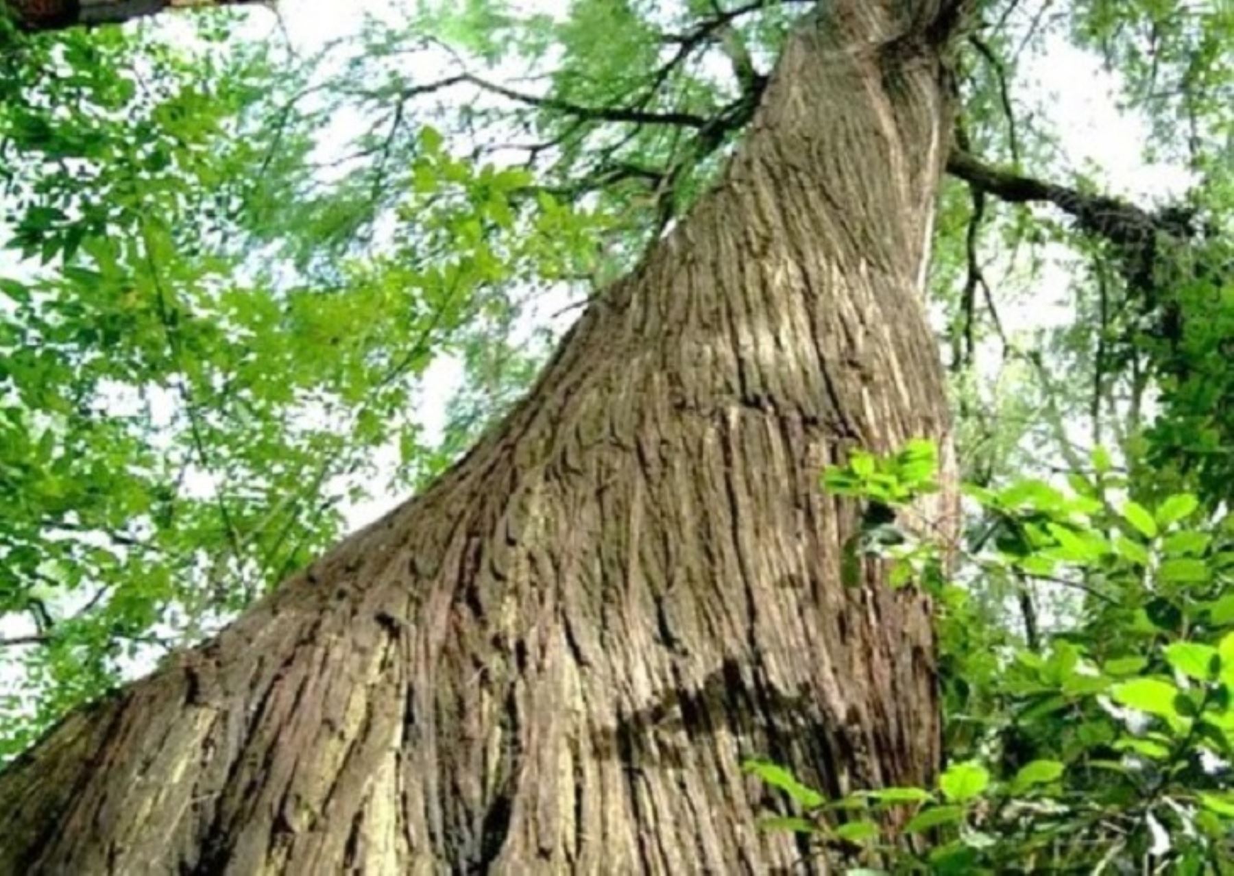 Científicos de Perú y Francia lograron secuenciar el genoma completo del tornillo, un árbol emblemático de la Amazonía. Gracias al estudio se identificó 138 genes, de los cuales 112 son únicos. ANDINA/Difusión