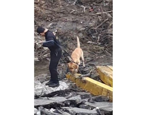 Con perros de rescate de la Policía Nacional realizan búsqueda de la profesora Patricia Liberto, desaparecida tras el colapso del puente Chancay en la madrugada del 14 de febrero.