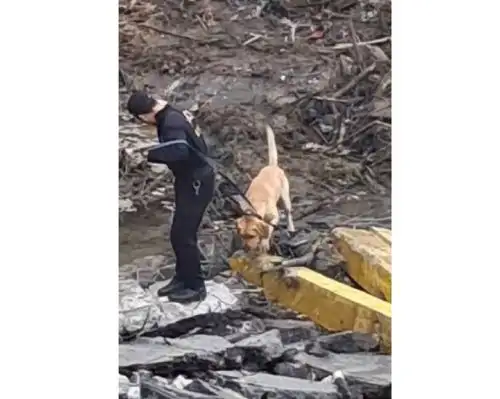 Con perros de rescate de la Policía Nacional realizan búsqueda de la profesora Patricia Liberto, desaparecida tras el colapso del puente Chancay en la madrugada del 14 de febrero.